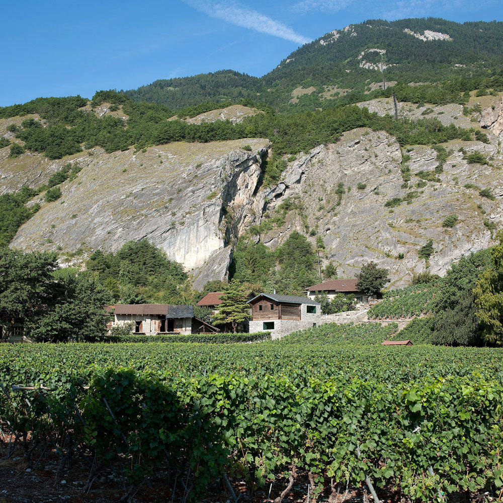 Grape Vines, Home Remodel in Vétroz, Switzerland
